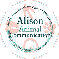 Alison Animal Communication